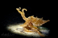   Blue ringed octopus  